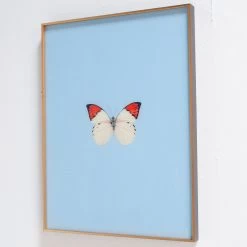 Framed Butterfly Print In Light Blue 7 Framed Butterfly Print In Light Blue -Furniture Store FramedButterflyPrintInLightBlue.03
