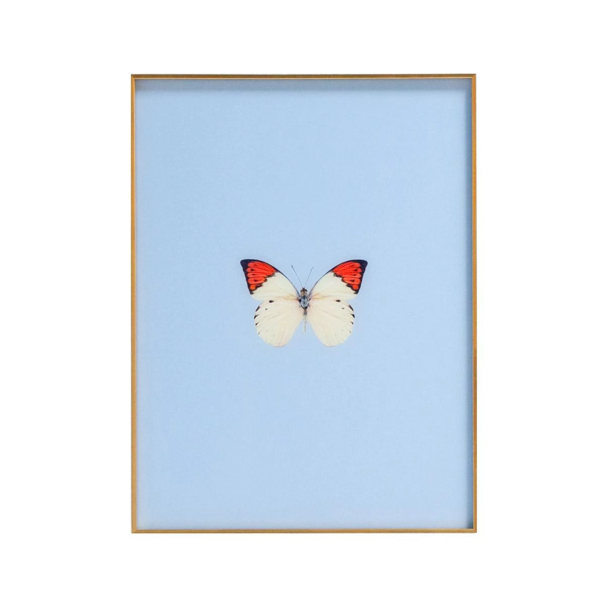 Framed Butterfly Print In Light Blue 3 Framed Butterfly Print In Light Blue