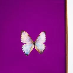 Framed Butterfly Print In Magenta 10 Framed Butterfly Print In Magenta -Furniture Store Framed 20Butterfly 20Print 20In 20Magenta.04