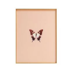 Framed Butterfly Print In Peach