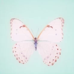 Framed Butterfly Print In Seafoam 8 Framed Butterfly Print In Seafoam -Furniture Store Framed 20Butterfly 20Print 20In 20Seafoam.03