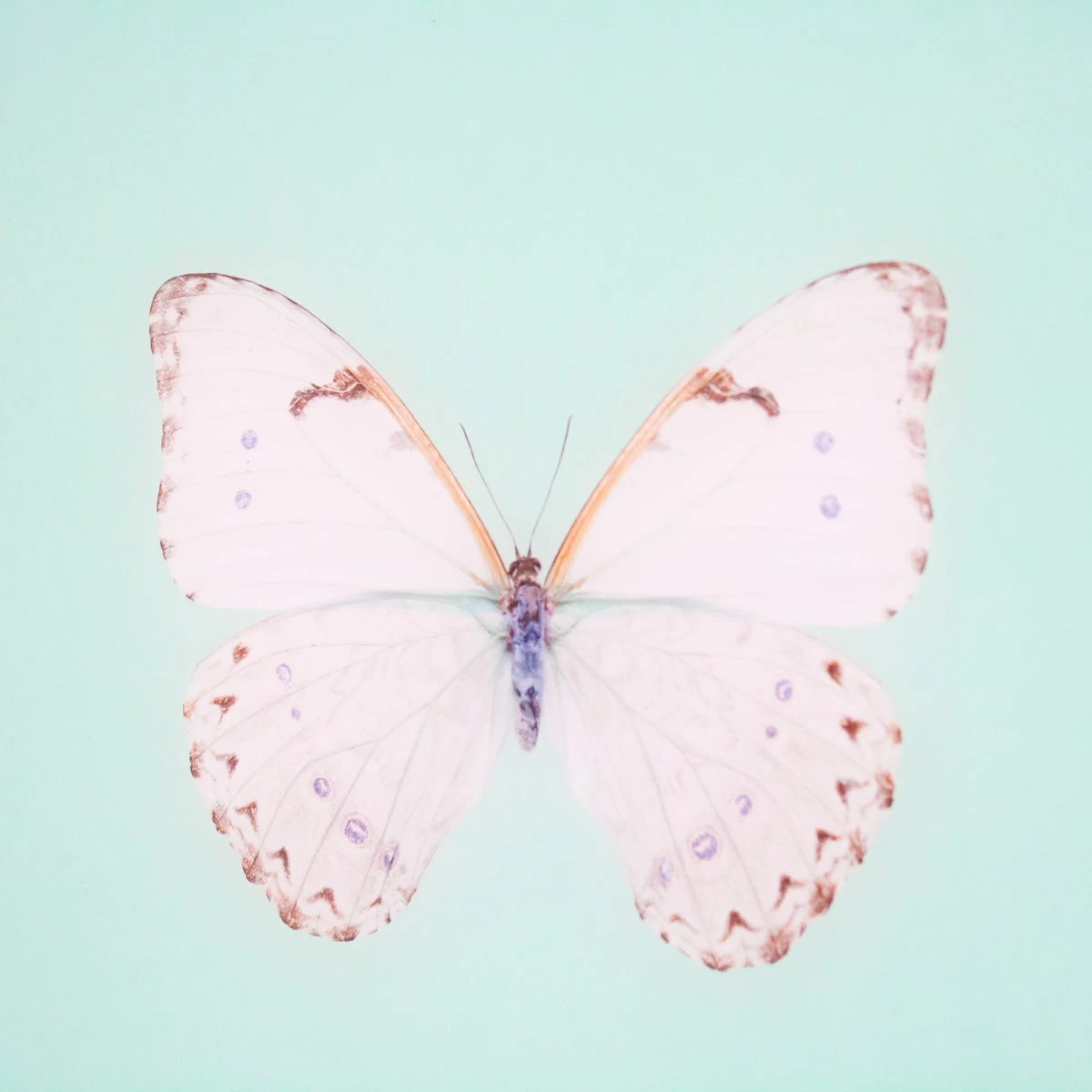 Framed Butterfly Print In Seafoam 5 Framed Butterfly Print In Seafoam - Image 3