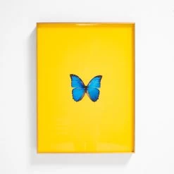 Framed Butterfly Print In Yellow -Furniture Store Framed 20Butterfly 20Print 20In 20Yellow.03