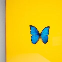 Framed Butterfly Print In Yellow -Furniture Store Framed 20Butterfly 20Print 20In 20Yellow.04
