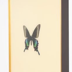 Framed Butterfly Print In Butter -Furniture Store Framed 20Butterfly 20Print 20in 20Butter.04