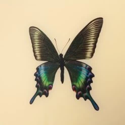 Framed Butterfly Print In Butter -Furniture Store Framed 20Butterfly 20Print 20in 20Butter.05