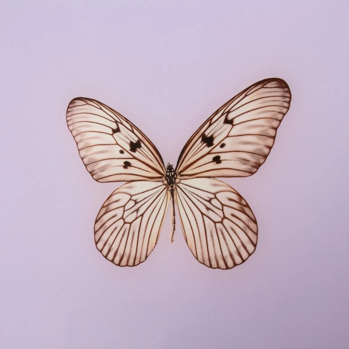 Framed Butterfly Print In Lavender 5 Framed Butterfly Print In Lavender - Image 3