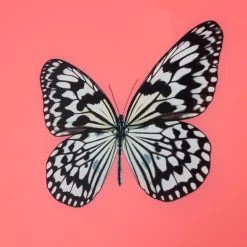 Framed Butterfly Print In Persimmon 9 Framed Butterfly Print In Persimmon -Furniture Store Framed 20Butterfly 20Print 20in 20Persimmon.04