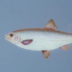 Framed Fish Print In Deep Sea Blue -Furniture Store Framed 20Fish 20Print 20in 20Deep 20Sea 20Blue.04