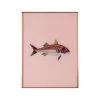 Framed Fish Print In Light Coral 2 Framed Fish Print In Light Coral -Furniture Store Framed 20Fish 20Print 20in 20Light 20Coral.01