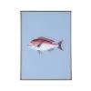 Framed Fish Print In Marine Blue 1 Framed Fish Print In Marine Blue -Furniture Store Framed 20Fish 20Print 20in 20Marine 20Blue.01