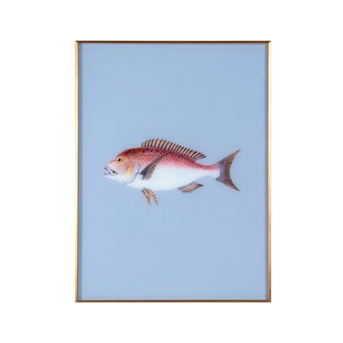 Framed Fish Print In Marine Blue 3 Framed Fish Print In Marine Blue