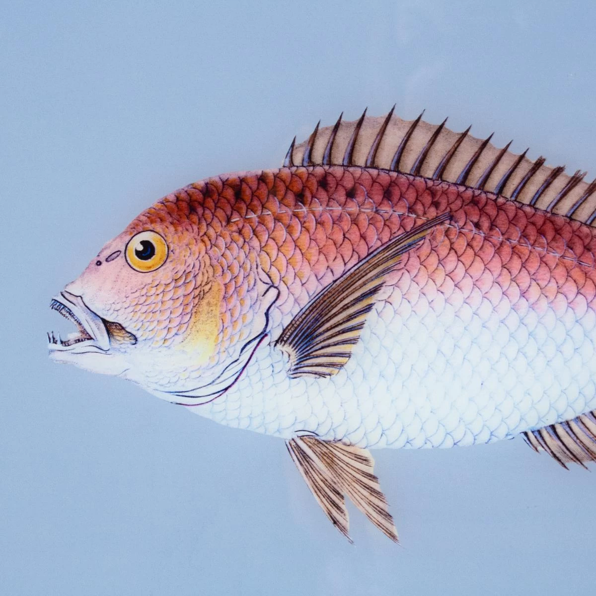 Framed Fish Print In Marine Blue 4 Framed Fish Print In Marine Blue - Image 2