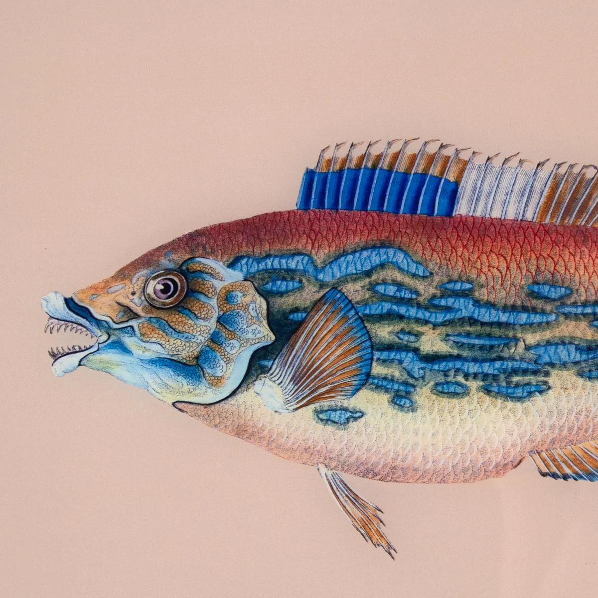 Framed Fish Print In Sand 5 Framed Fish Print In Sand - Image 3