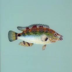 Framed Fish Print In Seagrass -Furniture Store Framed 20Fish 20Print 20in 20Seagrass.03