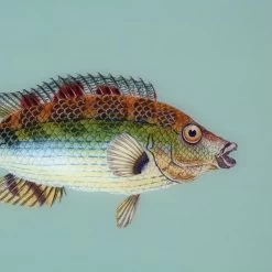 Framed Fish Print In Seagrass -Furniture Store Framed 20Fish 20Print 20in 20Seagrass.04