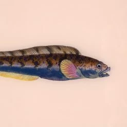 Framed Fish Print In Shell -Furniture Store Framed 20Fish 20Print 20in 20Shell.03