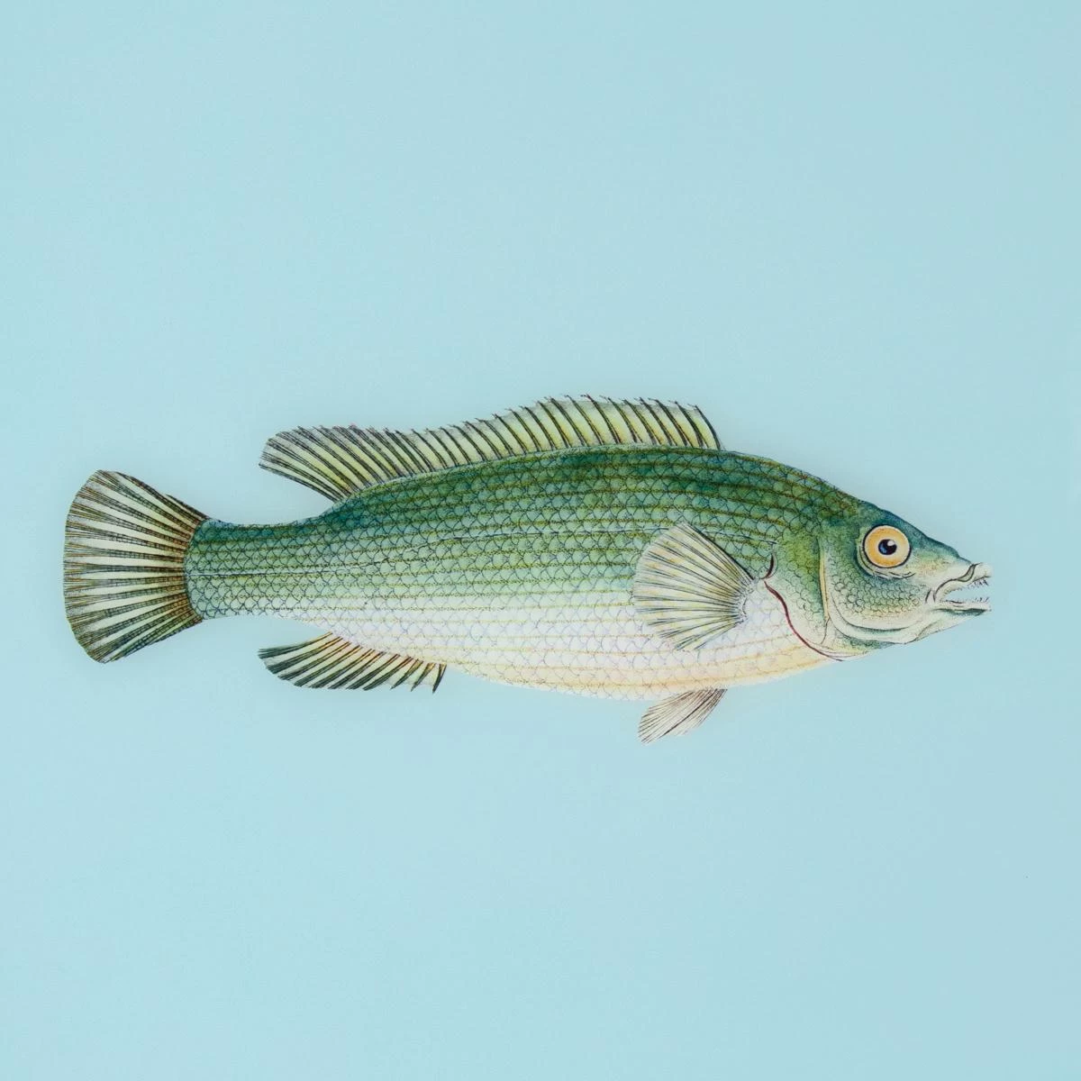 Framed Fish Print In Tide Blue 5 Framed Fish Print In Tide Blue - Image 3