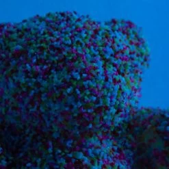 Sweet Tooth Petite - Royal Blue 8 Sweet Tooth Petite - Royal Blue -Furniture Store SweetToothPetite Blue.03